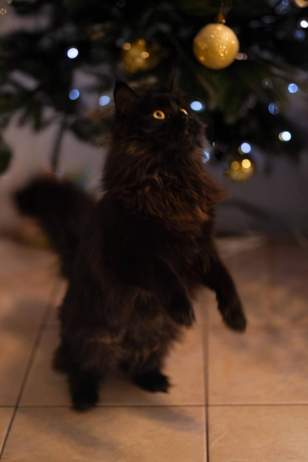 kočka pod stromečkem